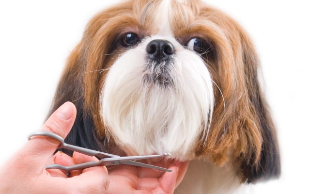 KUTYAKOZMETIKÁNKRÓL - Fancy Dog Kutyakozmetika